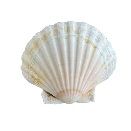 SCALLOPS SHELL Use For Decoration - High Quality and Best Price 2022 - Contact Us Now For More Information