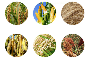 Trilladora <span class=keywords><strong>de</strong></span> Granos <span class=keywords><strong>de</strong></span> Alta Calidad y Amplio Uso, Trilladora <span class=keywords><strong>de</strong></span> Arroz - Product Image 5