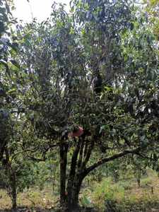 Yunnan Ancient Tree Pu'er Té maduro 357g Bingdao Cake Té comprimido certificado orgánico Calidad Premium - Product Image 5