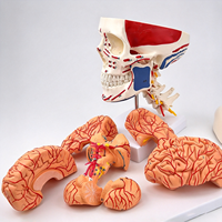 Modèle de crâne humain coloré SCIEDU avec colonne cervicale et cerveau détachable, modèle anatomique médical pour l'enseignement