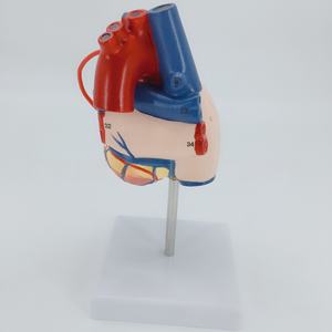 Modèle d'anatomie du cœur humain 1:1 grandeur nature Matériau en PVC pour l'enseignement et la formation en chirurgie de pontage coronarien en sciences médicales - Product Image 6