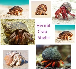 15 + vỏ cua ẩn sĩ Kích thước ốc xà cừ cỡ nhỏ đến trung bình 1/4-1 1/2 inch vỏ sò tăng trưởng tự nhiên - Product Image 3