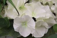 Guirlande de printemps artificielle avec feuilles vertes et hortensias blancs pour porte d'entrée, fenêtre, mur, fête, remise de diplôme, décoration de mariage