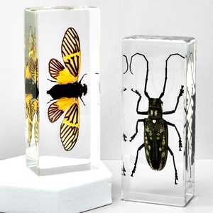 Vivid côn trùng chặn giấy thực Bug bảo quản trong <span class=keywords><strong>lucite</strong></span> acrylic cho tư nhân mẫu vật Bộ sưu tập Bảng trang trí Nhựa thủ công mỹ nghệ - Product Image 1