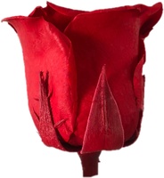 Grosir Mawar Merah Awet Diameter 5-6 cm, Mawar Abadi, Rosas Preservadas untuk Natal dan Hari Valentine