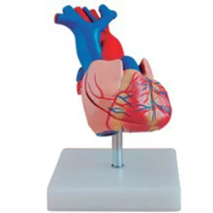 ADA-A1068 الموارد التعليمية المتقدمة PVC نموذج قلب الإنسان التشريح بحجم طبيعي