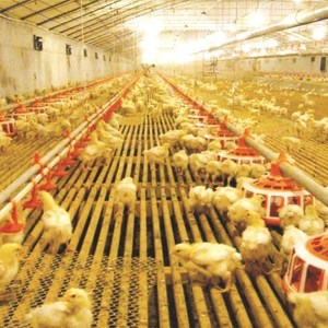 Quản Lý Sàn Gia Cầm Pan Trung Chuyển Cho Gà Tự Động Hệ Thống Trung Chuyển - Product Image 2