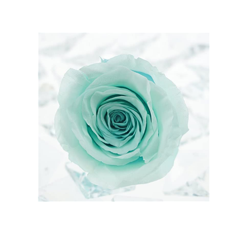 Beautiful Turquoise Rose Flower Women's Tee Image by Shutterstock Beautiful Turquoise Rose Flower Women's Tee Image by Shutterstock