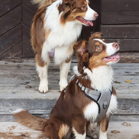 Harnais de luxe personnalisé pour chien, rembourré, élégant, anti-traction, avec boucle réglable, en polyester et alliage, ajustement sûr et sur mesure