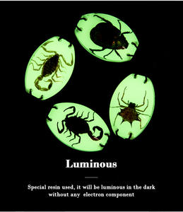 سوار مجوهرات من الراتنج المضيء مع حشرات حقيقية خنفساء العقرب العنكبوت حلي للهالويين للأطفال - Product Image 6