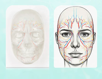 Modelo Facial Transparente para Inyecciones Viales y Nerviosas, para Entrenamiento de Vasos Sanguíneos, Modelo Facial Médico y Cosmético