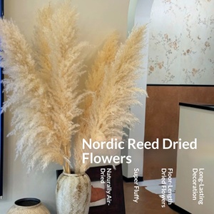 Bouquet de fleurs séchées nordiques, fleurs naturelles tendance pour la décoration intérieure, herbe de la pampa à grandes plumes, naturelle - Product Image 2