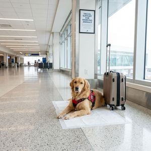 Meilleures ventes : Alèses jetables pour animaux de compagnie, super absorbantes, anti-fuite, pour l'apprentissage de la propreté des chiots, faible MOQ, support dropshipping, direct usine - Product Image 2