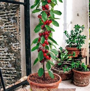 Arbre <span class=keywords><strong>fruitier</strong></span> colonnaire durable Cerise - Hauteur 80/100 cm - Pour pots et plantation au sol - Pour balcons, terrasses, petits jardins - Product Image 2