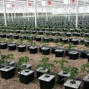 Aquapo nisches Anbaus ystem Tomaten Farm Substrat Dutch Bucket Hydro ponics System 11 Liter - Product Image 5