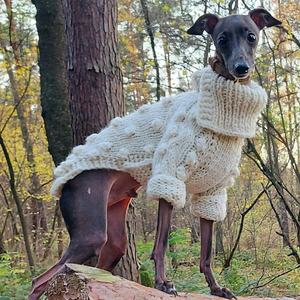 Qiqu-suéter de lana para perros, ropa personalizada de nuevo diseñador, suéter de lana elegante, Mono para perro grande <span class=keywords><strong>italiano</strong></span>, <span class=keywords><strong>galgo</strong></span> - Product Image 1
