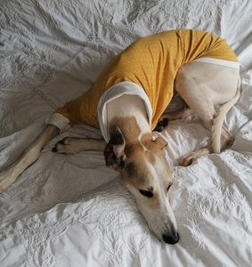 Qiqu animalerie produit en ligne pour chien vêtements vêtements vêtements lévrier <span class=keywords><strong>Lurcher</strong></span> coton Jersey manteau ocre à pois tenues chemise - Product Image 6