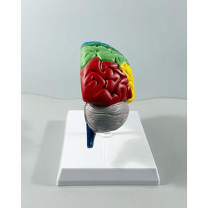 Modèle de cerveau droit 1:1 avec zones fonctionnelles - Outil pédagogique d'anatomie du cerveau humain - Product Image 3