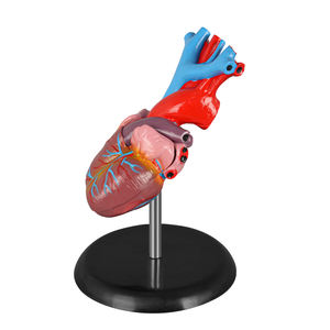 Modèle d'anatomie cardiaque humaine en PVC naturel grandeur nature pour l'enseignement des leçons d'anatomie - Product Image 2