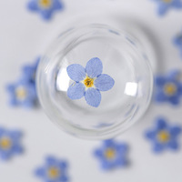 INTODIY 12 pièces Mini bleu séché pressé ne m'oubliez pas fleurs pour résine Scrapbooking cadre Photo signet matériau de remplissage