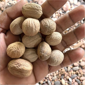 ลูกจันทน์เทศ HP Valia Jai Phal คุณภาพดีที่สุด อบแห้ง ขนาดใหญ่พิเศษ AD 20-25 มม. สีน้ำตาลอ่อน 0.5 กก. กลิ่นหอมเข้มข้น รสชาติเข้มข้น แบบดั้งเดิม - Product Image 3