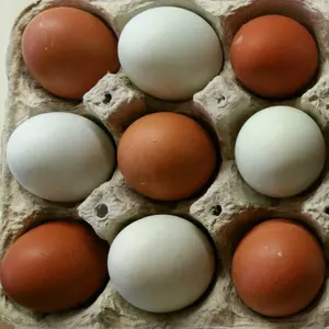 Fértil de huevos de gallina en el mejor descuento de los precios de descuento pollo fértil para incubar huevos de pollo huevos