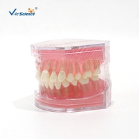 Modelo de Extracción Dental con 28 Dientes Removibles y Encías Suaves M7008 para Entrenamiento de Cirugía Oral, con Certificaciones CE, ISO, ROHS y CNAS