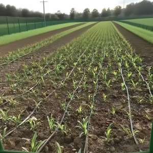 <span class=keywords><strong>Tubo</strong></span> di irrigazione plastica materiale PE <span class=keywords><strong>1</strong></span> <span class=keywords><strong>1</strong></span>/<span class=keywords><strong>2</strong></span> pollici 32mm 40mm <span class=keywords><strong>flessibile</strong></span> agricoltura HDPE rotolo <span class=keywords><strong>tubo</strong></span> bobina - Product Image 5