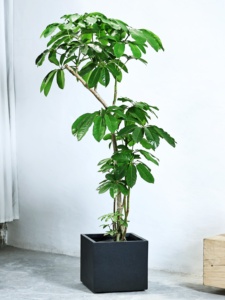 Maceta Simple de Estilo Nórdico Verde, Fabricada con MgO, de Gran Diámetro, Diseño Cuadrado Personalizado, Color Negro Diamante, para Schefflera <span class=keywords><strong>Arboricola</strong></span> - Product Image 4