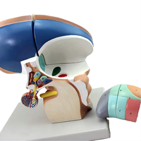 Modelo Anatómico Desmontable del Talamo del Cerebro Humano, con Código de Colores, para la Enseñanza y Demostración de la Estructura Interna del Cerebro en Biología