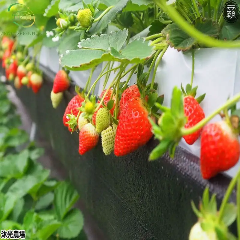 딸기 재배 온실