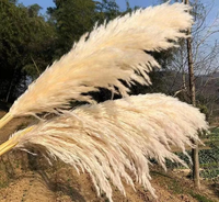 Vente directe d'usine fleurs séchées naturelles grand panache Beige herbe de pampa pour la décoration de noël herbe de pampa