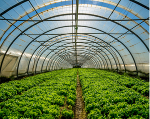 하이 퀄리티 대형 단일 스팬 터널 온실 더블 레이어 농업 필름 수경 경제 플라스틱 철강 건설 - Product Image 5