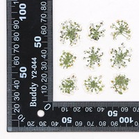Bunga Alyssum manis bunga asli bunga kering Diy timbul buatan tangan lem penanda buku
