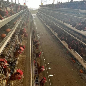 Cage à poules pondeuses de type A pour 1000 oiseaux, cages à poules pondeuses en batterie pour 3/4 niveaux, idéales pour les exploitations avicoles - Product Image 1