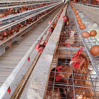 Kit de démarrage pour solution avicole standard de 4000 oiseaux au Nigeria : Système modulaire de cages automatiques de type A pour poules pondeuses