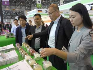 สารสกัดจากใบตำแยอินทรีย์ผงราก Sengal Persendian - Product Image 5