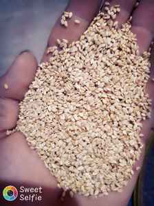 เมล็ดงาคุณภาพสูง ผ่านการล้างสามครั้ง จากฟาร์มในอียิปต์ ได้รับการรับรองมาตรฐาน HACCP ยี่ห้อเอล เอคลาส รสชาติธรรมชาติ อายุการเก็บรักษา 24 เดือน - Product Image 4