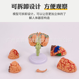 Cerveau 4D assemblé, modèle de cerveau humain détachable, anatomie du cerveau, vaisseaux sanguins cérébraux, artères, matériel pédagogique de neurologie - Product Image 5
