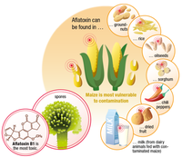 Kit de détection rapide de l'aflatoxine B1 haute précision pour la sécurité alimentaire avec personnalisation OEM/ODM et garantie de 2 ans