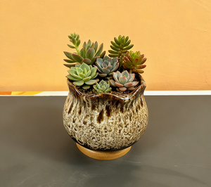 Jolies jardinières en céramique pour plantes succulentes, couleurs vives craquelées, pots de jardin avec drainage et soucoupe intégrée - Product Image 1