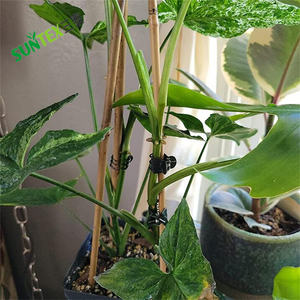 Clips de plástico para plantas de jardín con cabeza en forma de Margarita Clips para plantas Clips de soporte para orquídeas - Product Image 4