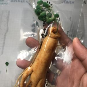 Сушеные корни свежего женьшеня 1010 различных размеров, индивидуально упакованные, в продаже - Product Image 3