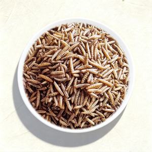 ตัวอ่อนแมลงวันทหารดำอบแห้ง - โปรตีนสูง ผ่านการฆ่าเชื้อด้วยไมโครเวฟ อาหารปลาแซลมอนแอตแลนติกและปลากระเบน ทดแทนอาหารปลา - Product Image 1