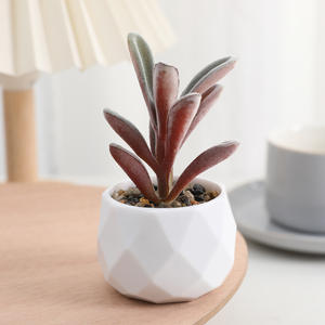 Mini selecciones suculentas artificiales sin maceta diferentes <span class=keywords><strong>tipos</strong></span> surtido suculento <span class=keywords><strong>de</strong></span> imitación <span class=keywords><strong>Echeveria</strong></span> Agave arreglo Floral decoración del hogar - Product Image 6
