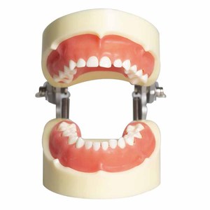 Modèles dentaires pour enfants, 24 dents de lait détachables, modèles d'enseignement oral pour hôpitaux et écoles dentaires - Product Image 2
