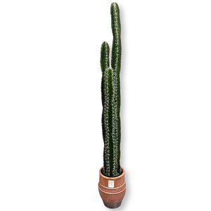 Ornements de décoration de fenêtre pour intérieur, grandes plantes, boule de pilier immortelle du Moyen-Orient, en matériau PU, <span class=keywords><strong>herbe</strong></span> artificielle, cactus - Product Image 4