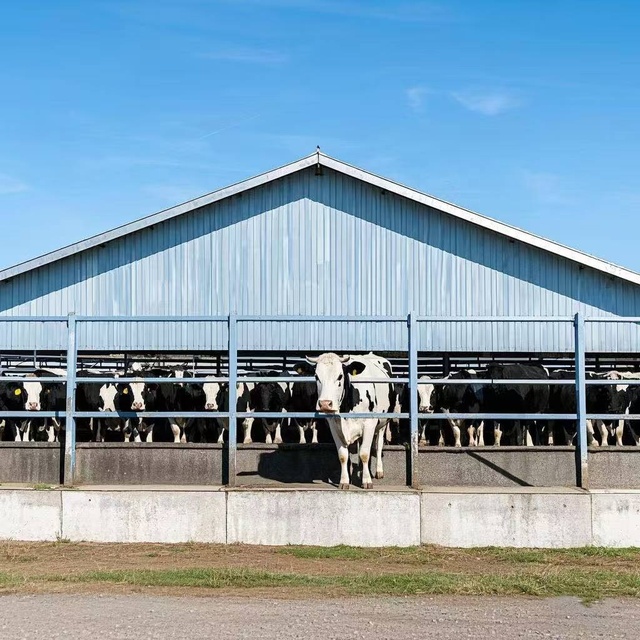 Easy Assemble Prefab Steel Structure Buildings Low Cost Design Cow Dairy Cattle Farm Shed