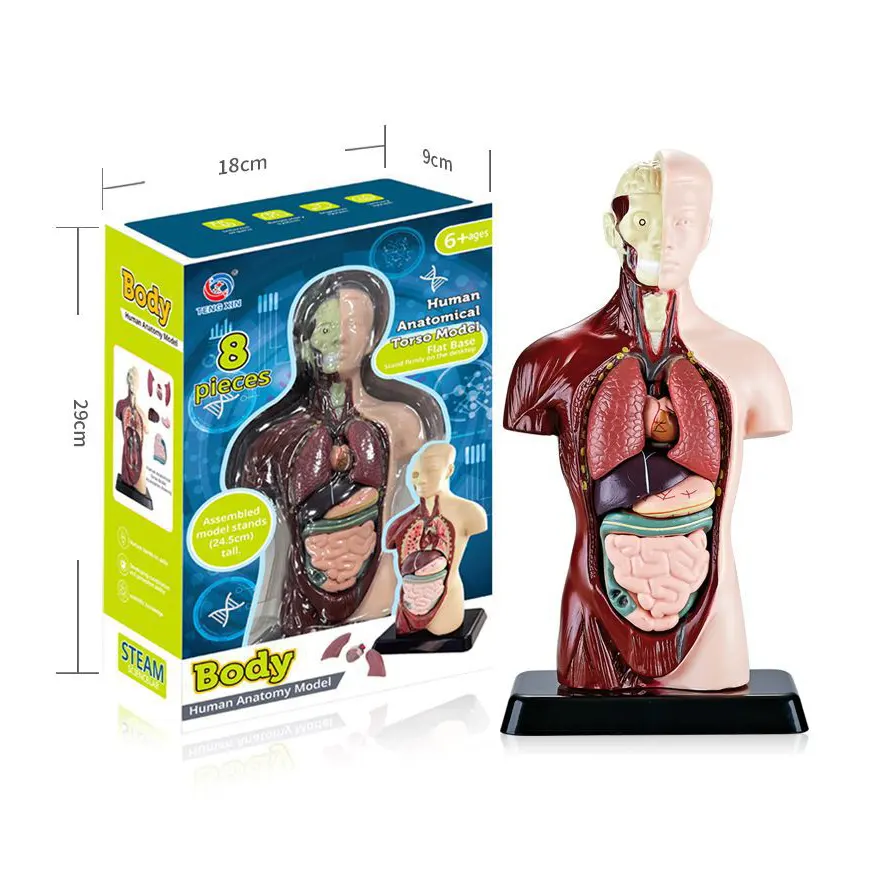 Jouet éducatif pour enfants demi-modèle de corps humain modèle anatomique modèle d'organe du corps humain