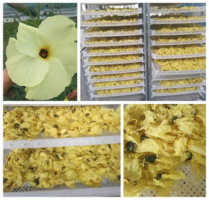 Essiccatore per fiori di ibisco a microonde a pompa di calore elettrica essiccatore per fiori di camomilla rosa - Product Image 4